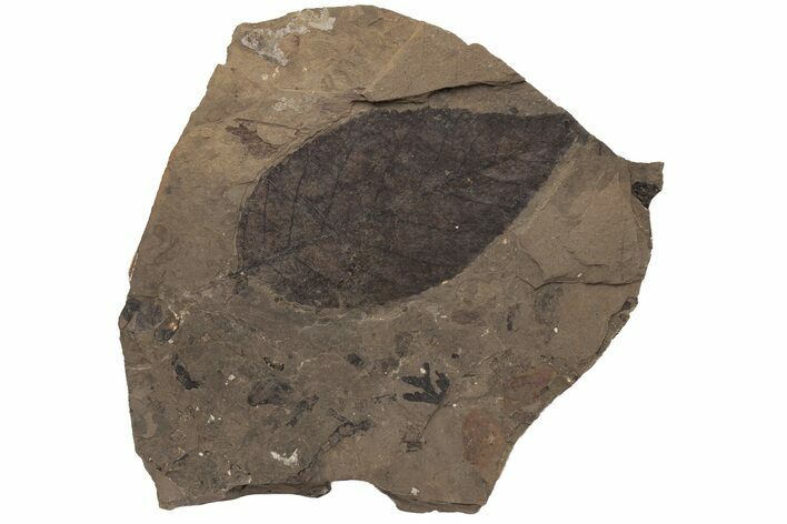 Fossil Leaf (Betula) - McAbee Fossil Beds, BC #213265